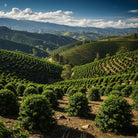 Hillsides with rows of trees under a blue sky with clouds in Colombia