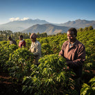 Kenyan farmers tending to coffee plants with mountains in the background