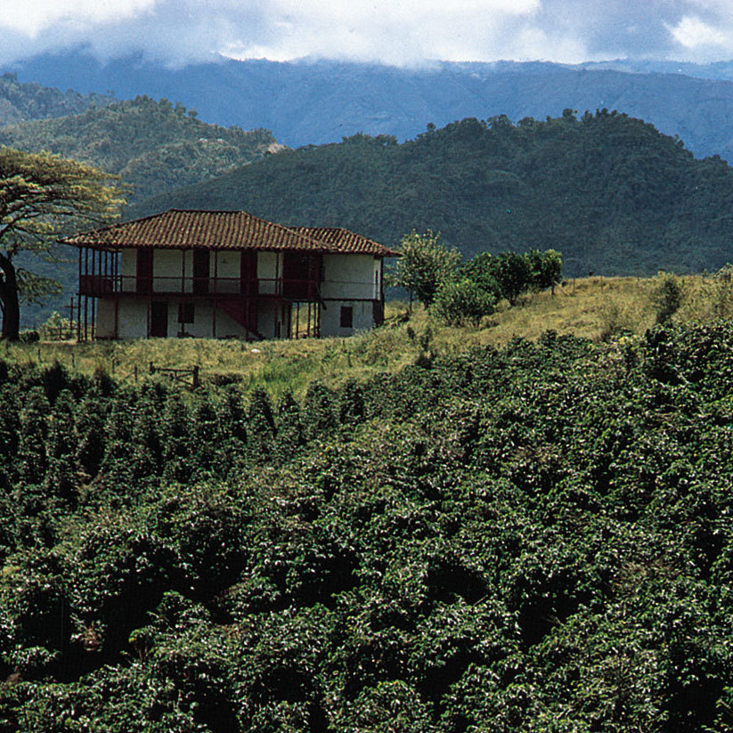 Coffee farm in Colombia