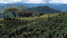 Coffee farm in Colombia