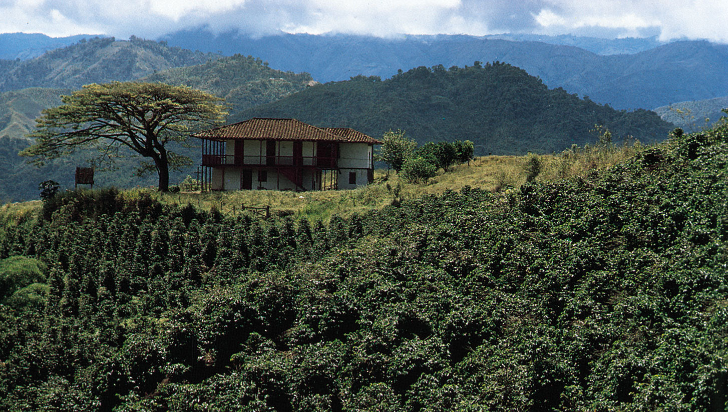 Coffee farm in Colombia