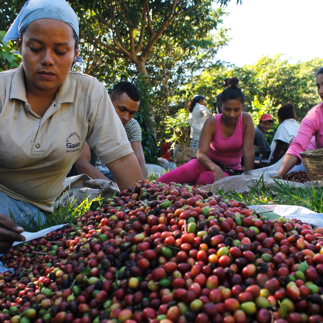 Farm workers sorting freshly picked coffee cherries in El Salvador