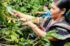 farm working picking cherries on coffee farm in Panama.