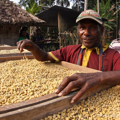 coffee farmer in Papua New Guinea working on drying beds