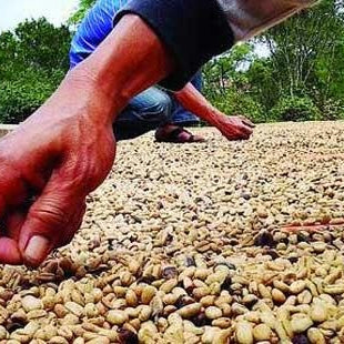 farmers grading raw coffee in Sumatra