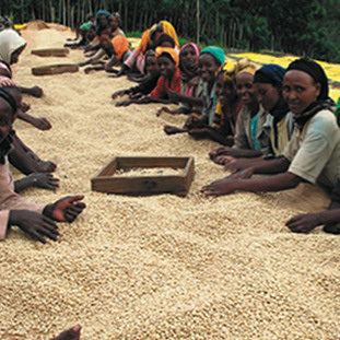 raw sidamo coffee beans