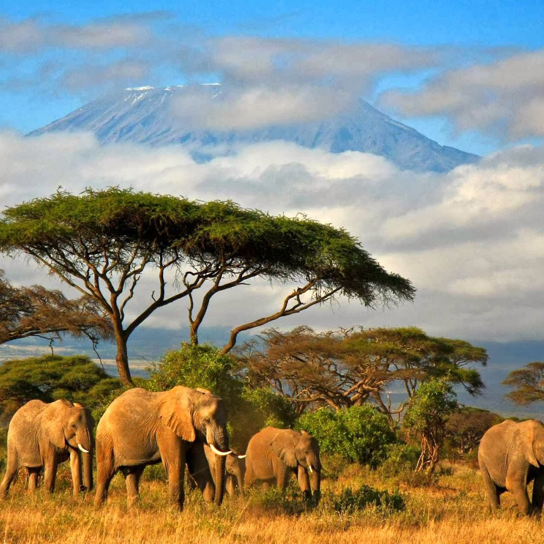 Wildlife image of Mount Elgon in Tanzania