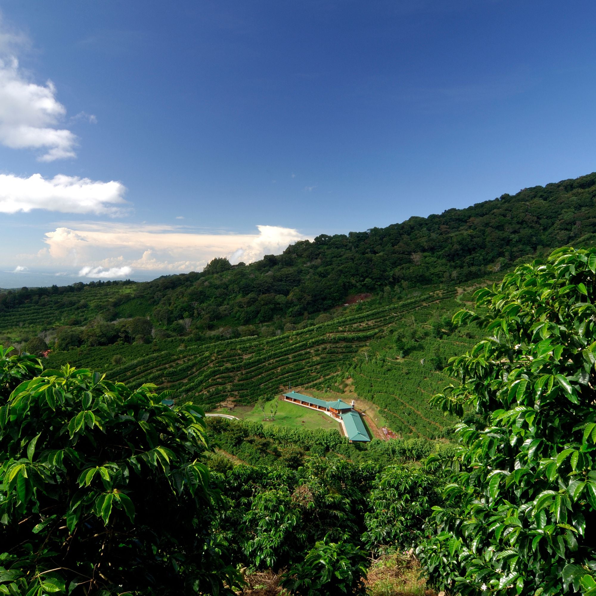 JustFreshRoasted Sulawesi Coffee farm
