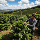 Brazilian coffee farmer inspecting coffee plants in a coffee plantation with a scenic background