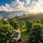 Mexico farmer harvesting coffee beans in a lush green coffee plantation with mountains in the background.