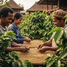 Three people sorting coffee beans outdoors with greenery around