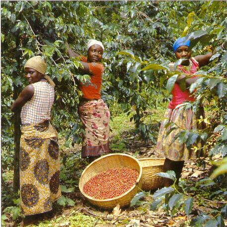 farm workers picking ripe coffee cherries in Burundi