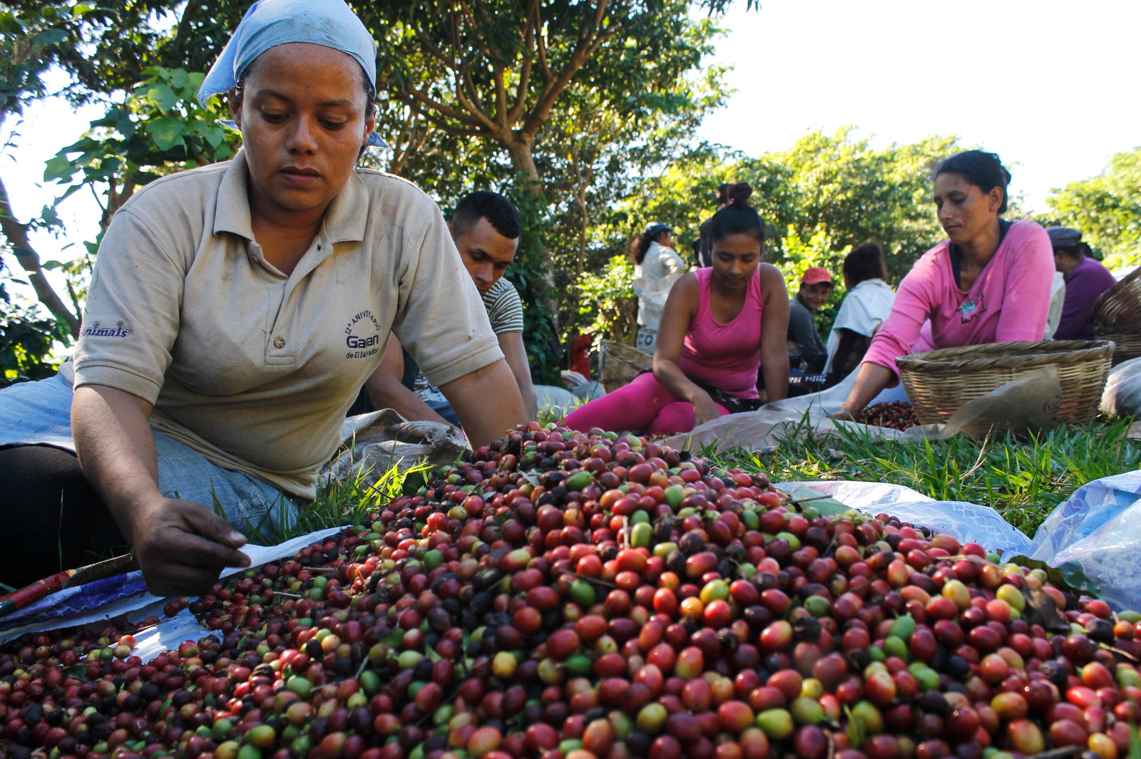 Farm workers sorting freshly picked coffee cherries in El Salvador