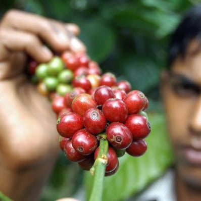 coffee cherries growing on a tree in India