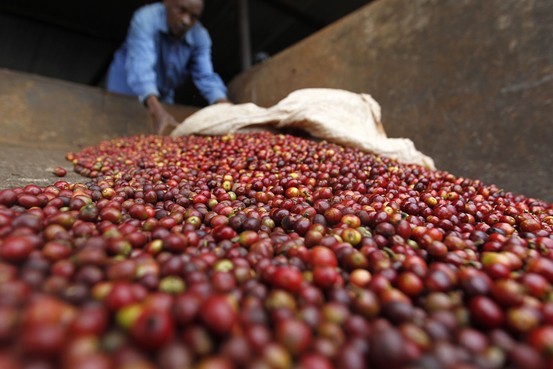 freshly picked coffee cherries being processed at farm