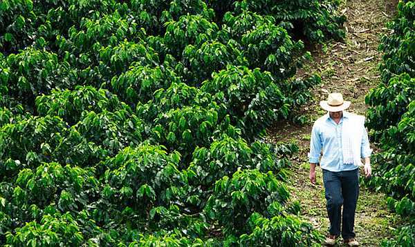 Coffee farmer in Mexico walking in the plantation