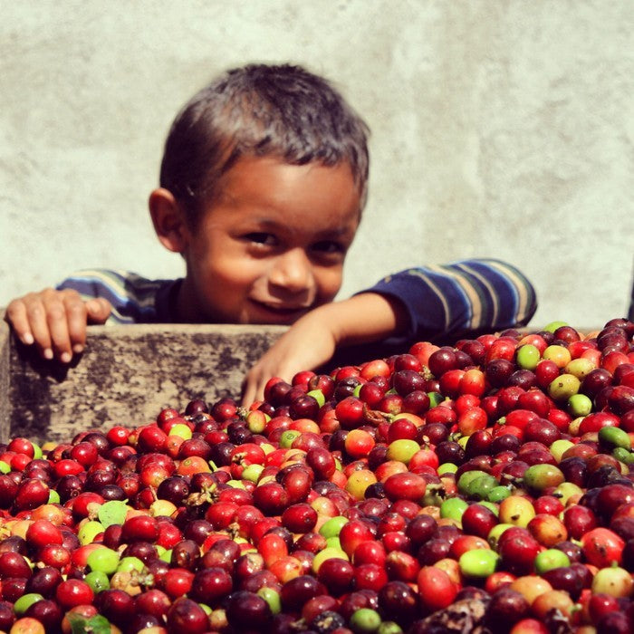child standing near freshly picked coffee cherries in Nicaragua farm