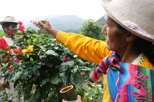 Peru farmers picking ripe coffee cherries
