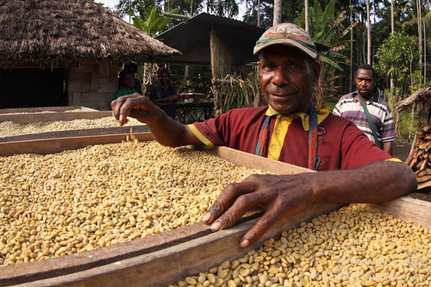 coffee farmer in Papua New Guinea working on drying beds