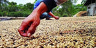 farmers grading raw coffee in Sumatra