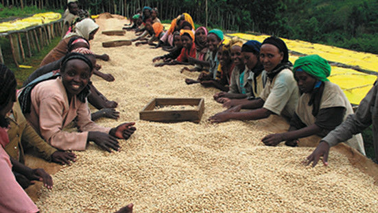 raw sidamo coffee beans