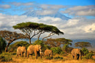 Wildlife image of Mount Elgon in Tanzania