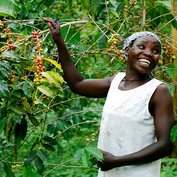 farm worker picking ripe coffee cherries in Uganda