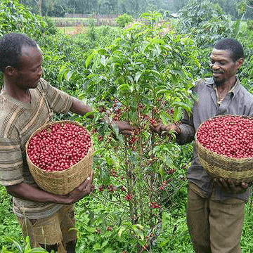 farmers picking ripe coffee cherries in Ethiopia