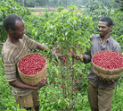 farmers picking ripe coffee cherries in Ethiopia